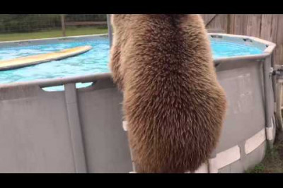 Мишка решил попрыгать в бассейне 