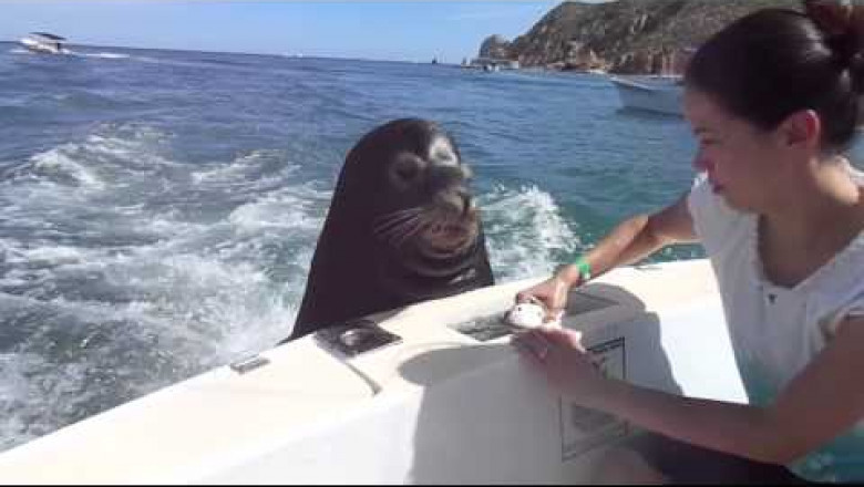 Морской лев - попрошайка 