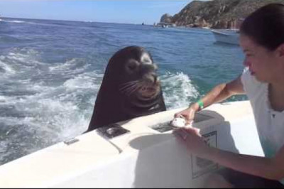 Морской лев - попрошайка 