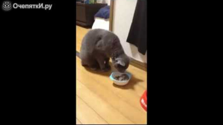 Наглый хомяк и нерешительная кошка