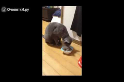 Наглый хомяк и нерешительная кошка