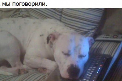 О собачьей преданности 