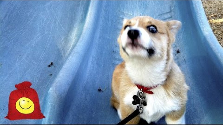 Щенки катаются на горке .