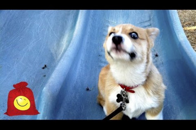 Щенки катаются на горке .