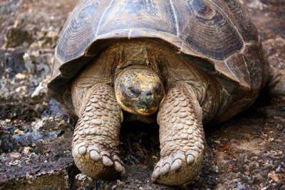 Сладкие потягушечки