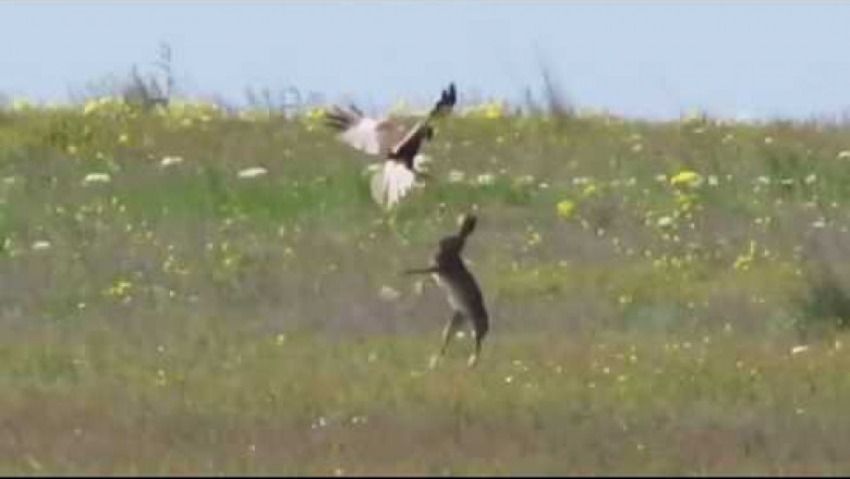 Заяц против сокола