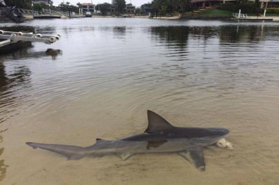 Австралийские реалии