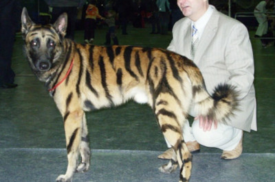 Чудо-краска для собаки