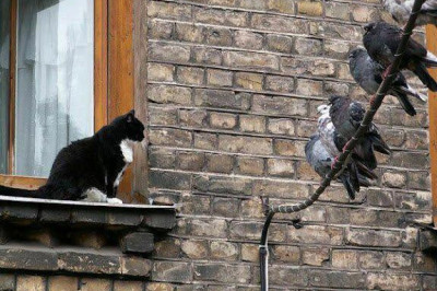 Диалог кота и голубя