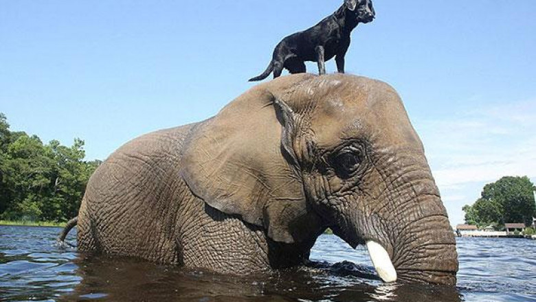 Дружба слона и собаки