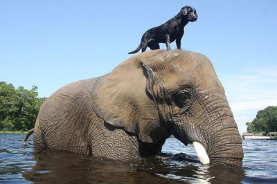 Дружба слона и собаки