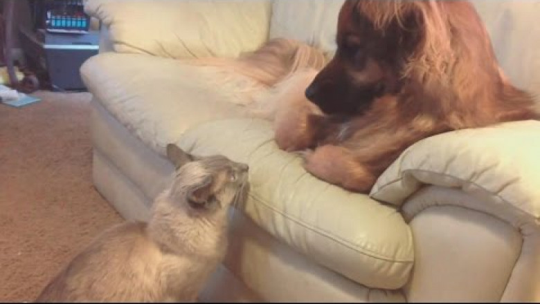 Как кот прогнал собаку .