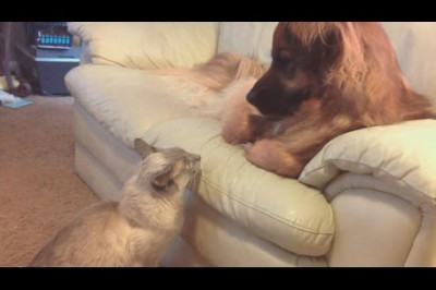 Как кот прогнал собаку .