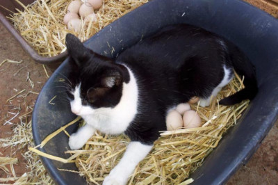 Курица попросила подменить