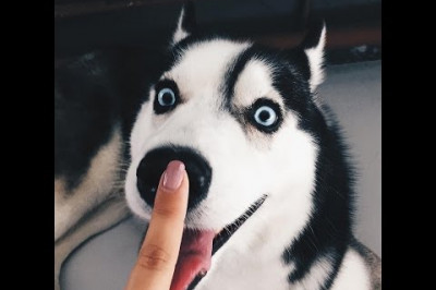 Самые весёлые и жизнерадостные собаки - хаски .