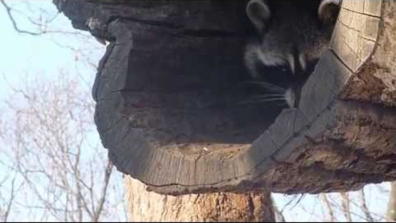 Скромный енот 