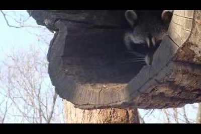 Скромный енот 