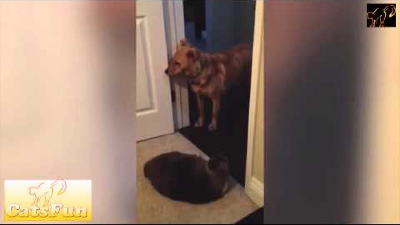 Собаки , боящиеся котов 