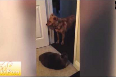 Собаки , боящиеся котов 