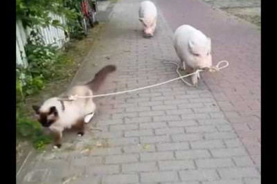 Свинья выгуливает кота 