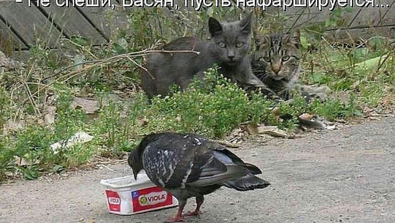 В ожидании добычи