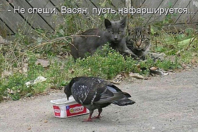 В ожидании добычи