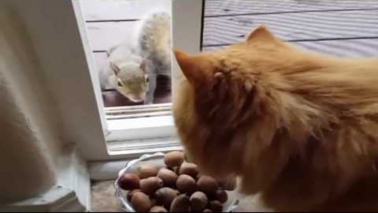 Белочка пришла в гости к коту