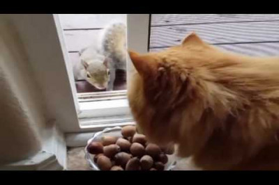 Белочка пришла в гости к коту