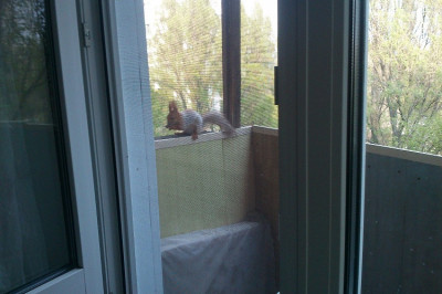 Белочка пришла в гости