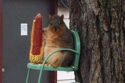 Беззаботная жизнь животных