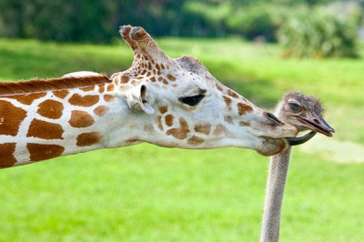 Дружба жирафа и страуса