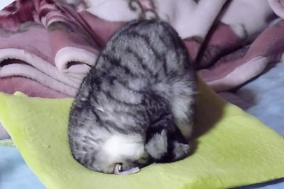 Коты отдыхают