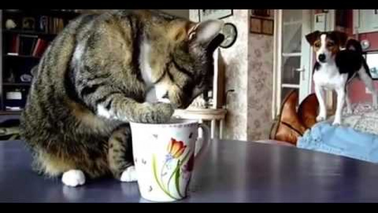 Пёс удивлён находчивости котика 