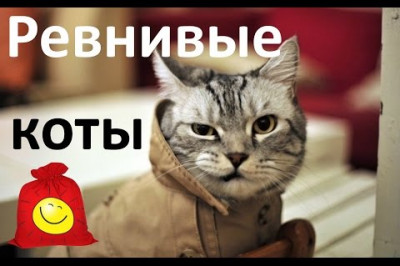 Ревнивые коты 