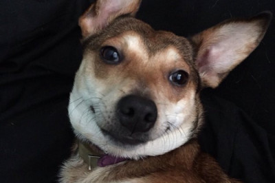 Собака улыбака