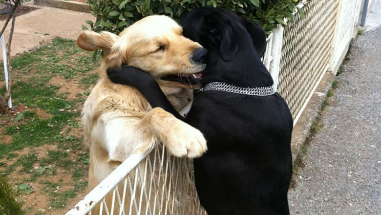 В мире животных тоже есть любовь 