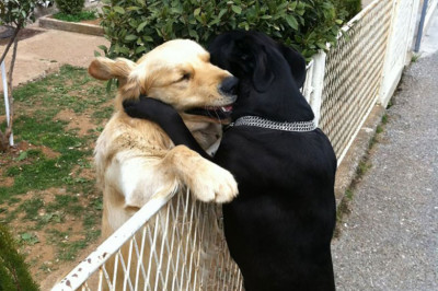 В мире животных тоже есть любовь 