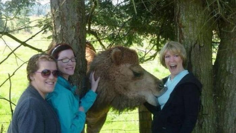 Веселые картинки с животными 