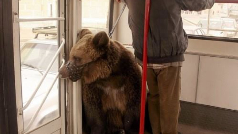 Животные в общественном транспорте