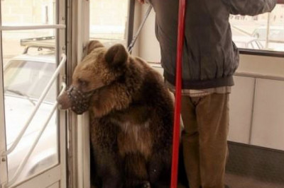 Животные в общественном транспорте