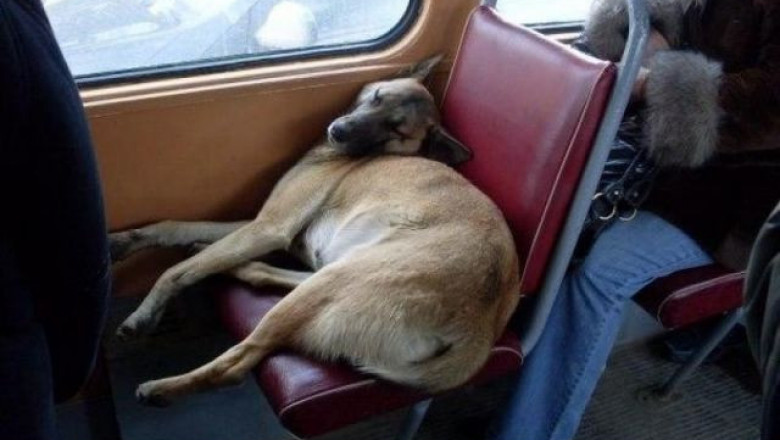 Животные в транспорте