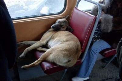 Животные в транспорте