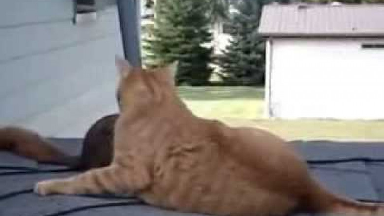 Белка играет со своим другом котом