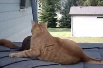 Белка играет со своим другом котом