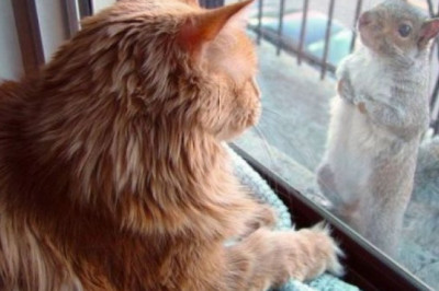 Белка пришла в гости к коту