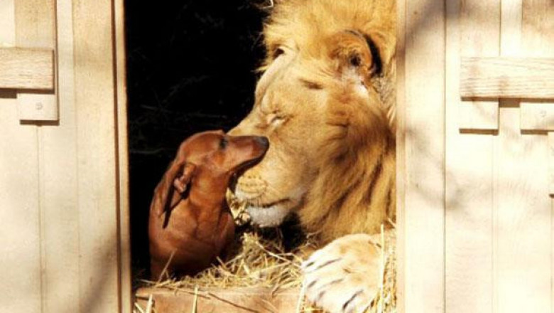 Дружба таксы и льва