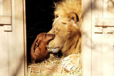 Дружба таксы и льва