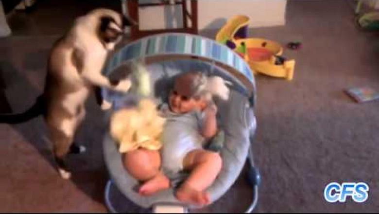 Как котики любят малышей 