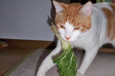 Кот перешел на овощи