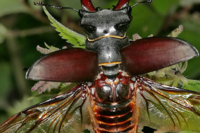 Летающие олени